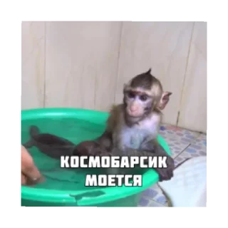 💦 emoji Космобарсик монке Telegram sticker 9 of 22