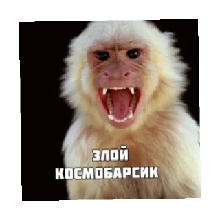 🤬 emoji Космобарсик монке Telegram sticker 10 of 22