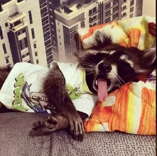 Sticker from raccoons 🦝