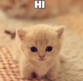 💓 emoji котики<3 Telegram sticker 20 of 56