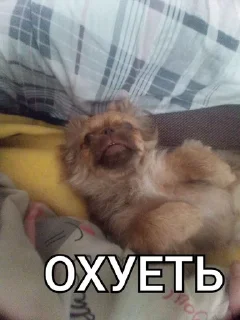 🤯 emoji Клёпа🤯 :: @chinafastlapsha12 Telegram sticker 9 of 35