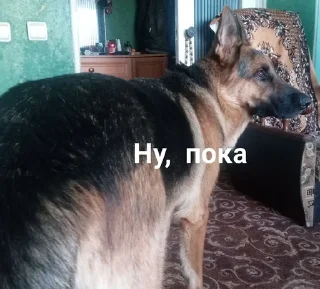 👋 emoji Жёская собака Telegram sticker 13 of 16