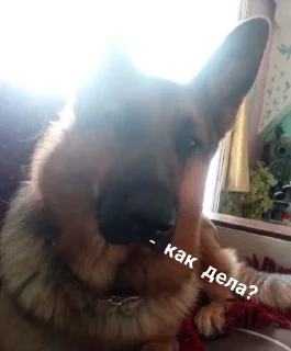 ❓ emoji Жёская собака Telegram sticker 8 of 16