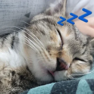 💤 emoji Силли Тая / Silly Taya Telegram sticker 2 of 68