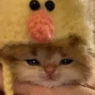 🥺 emoji Котики, от iitz_chel Telegram sticker 24 of 52