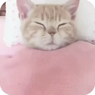 😴 emoji 𝚒 meow 𝚎𝚟𝚎𝚛𝚢𝚝𝚑𝚒𝚗𝚐 by julli Telegram sticker 11 of 120