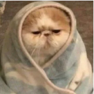 😡 emoji Котики, от iitz_chel Telegram sticker 15 of 52