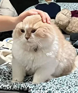 😕 emoji кошки могут. Telegram sticker 18 of 49