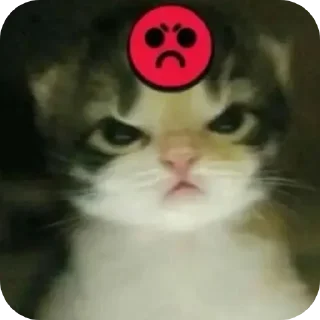 🐱 emoji личный пак дениса Telegram sticker 8 of 10