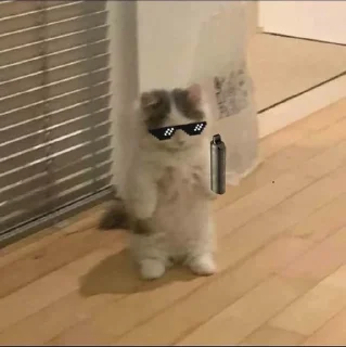 😎 emoji кици от огурчика. Telegram sticker 16 of 50