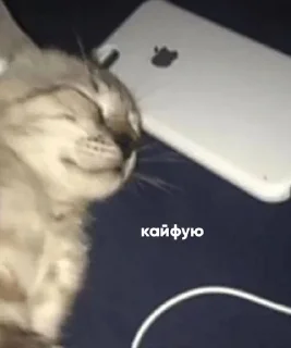 🤭 emoji кошки могут. Telegram sticker 21 of 49