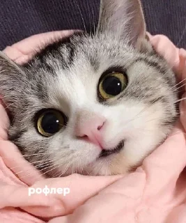 😏 emoji кошки могут. Telegram sticker 9 of 49