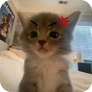 🐱 emoji личный пак дениса Telegram sticker 9 of 10