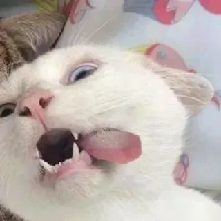 😋 emoji кици от огурчика. Telegram sticker 24 of 50