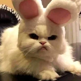 😡 emoji кици от огурчика. Telegram sticker 11 of 50