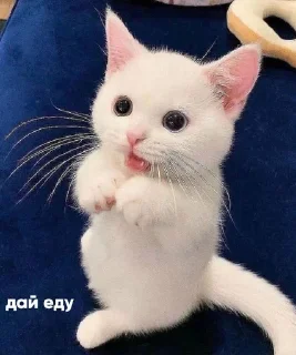 🥹 emoji кошки могут. Telegram sticker 13 of 49