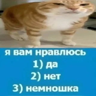 🌟 emoji Кеты, котяры, шкеты Telegram sticker 6 of 63
