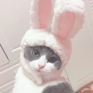 🐇 emoji Котяры Telegram sticker 5 of 16