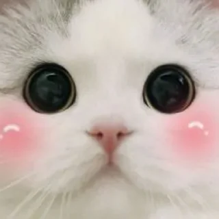 😗 emoji Котяры Telegram sticker 6 of 16