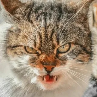😠 emoji Котяры Telegram sticker 11 of 16