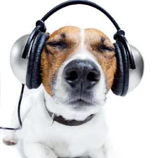 🎧 emoji собаки нахуй Telegram sticker 22 of 37