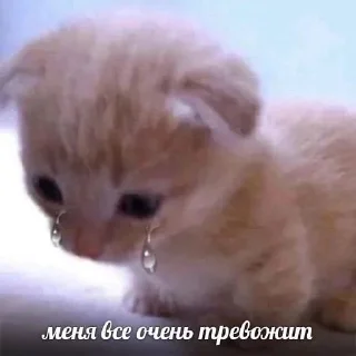 😭 emoji котяры!!! Telegram sticker 15 of 79