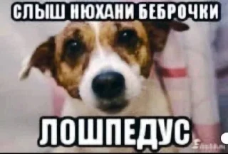 🐶 emoji футбольный мячик премиум Telegram sticker 11 of 65