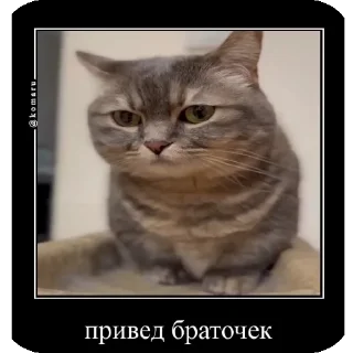 👋 emoji Комару рофлс от @Kozinak_26 Telegram sticker 23 of 40