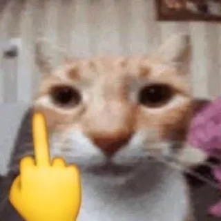 🙏 emoji киці Telegram sticker 10 of 56