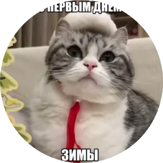 🌟 emoji Шьо😳:: @chinazes6752:: Telegram sticker 21 of 58