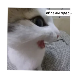 Sticker from koshaki