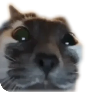 Sticker from коты ебучие