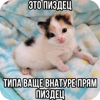 🫥 emoji Енотик Telegram sticker 10 of 43