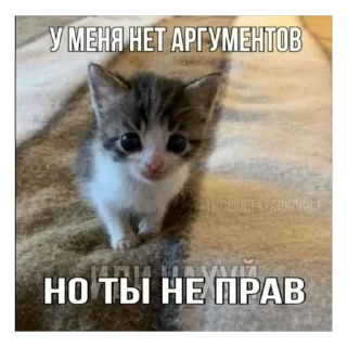 🫥 emoji Енотик Telegram sticker 6 of 43