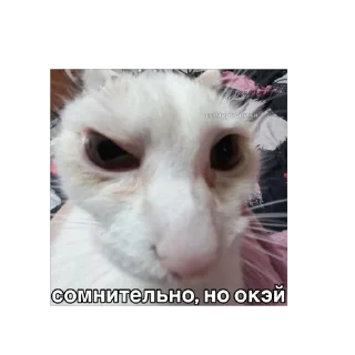 🫥 emoji Енотик Telegram sticker 20 of 43