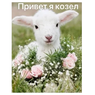 🫥 emoji Енотик Telegram sticker 11 of 43