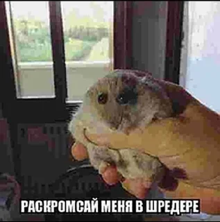 🐭 emoji 1000-7 я умер прости Telegram sticker 20 of 63