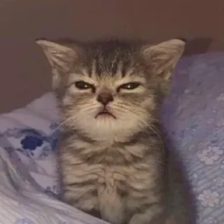 Sticker from cats