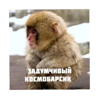 🤔 emoji Космобарсик монке Telegram sticker 14 of 22