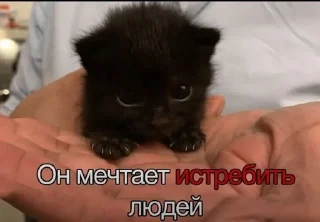 🌟 emoji его разум затуманен мыслями об ультранасилии Telegram sticker 5 of 21