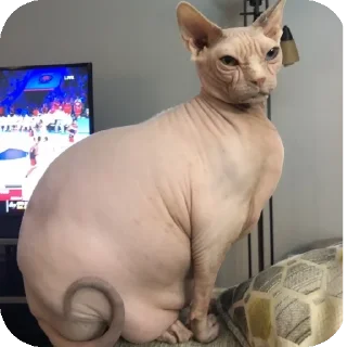 🐱 emoji Жирные сфинксы убивают Telegram sticker 23 of 23