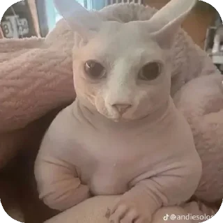 🐱 emoji Жирные сфинксы убивают Telegram sticker 17 of 23