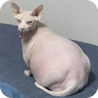 🐱 emoji Жирные сфинксы убивают Telegram sticker 19 of 23