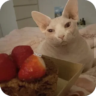 🐱 emoji Жирные сфинксы убивают Telegram sticker 15 of 23