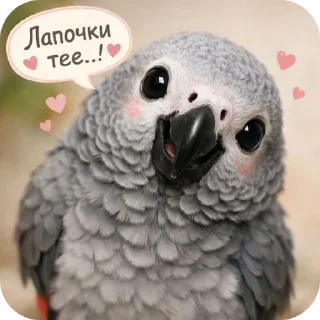 Sticker from Самые милые на свете попугаи жако и их друзья