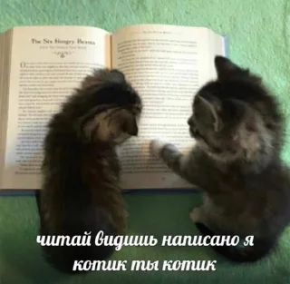 💗 emoji жесть котеночек Telegram sticker 13 of 25