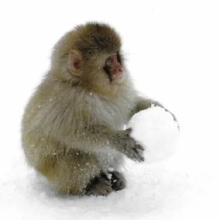 ❄️ emoji MONKEYS BY @bambinaaaaa Telegram sticker 5 of 119