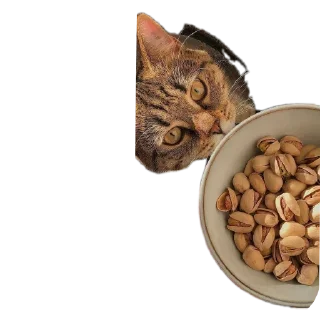🐱 emoji Ну да Telegram sticker 10 of 53