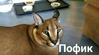 😐 emoji Шлёпа Telegram sticker 18 of 25