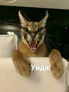 🤬 emoji Шлёпа Telegram sticker 14 of 25